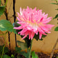 SPRING ARTIFICIAL Chrysanthemum SOLAR GARDEN STAKE LED