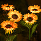 solar sunflower outdoor flower